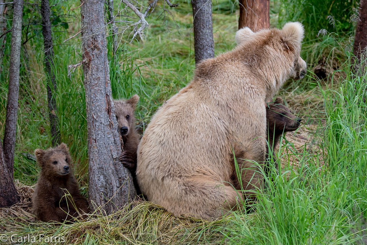 Grazer (128) & Cubs