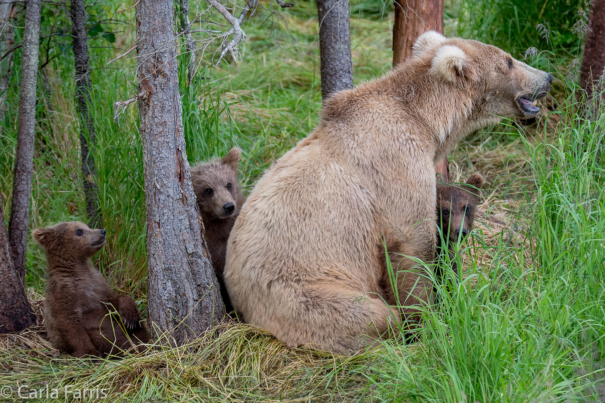 Grazer (128) & Cubs