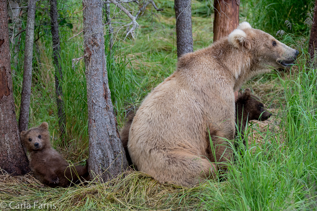 Grazer (128) & Cubs