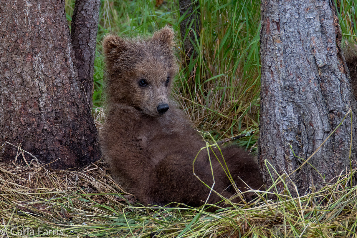 Grazer (128)'s cub