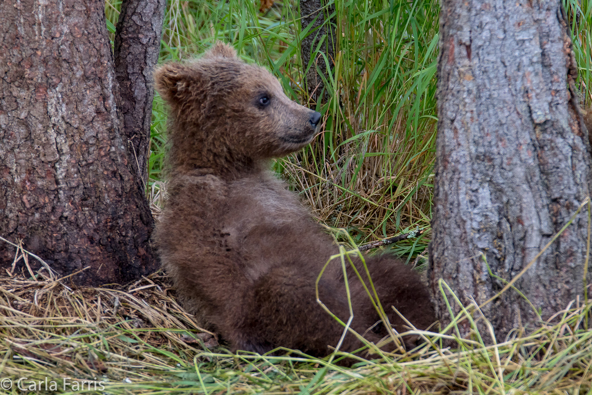 Grazer (128)'s cub