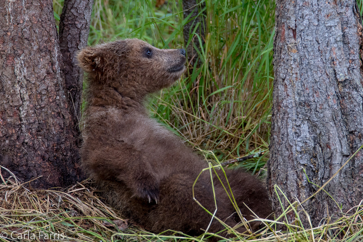 Grazer (128)'s cub