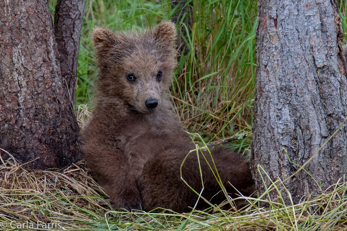 Grazer (128)'s cub