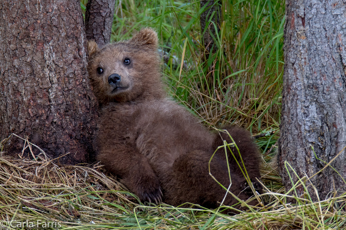 Grazer (128)'s cub