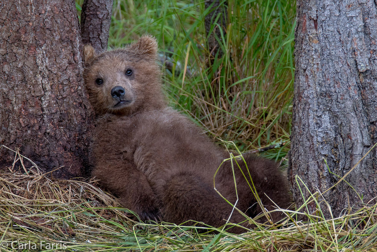 Grazer (128)'s cub