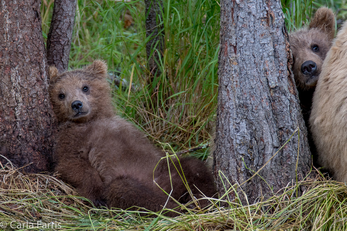 Grazer (128)'s cub