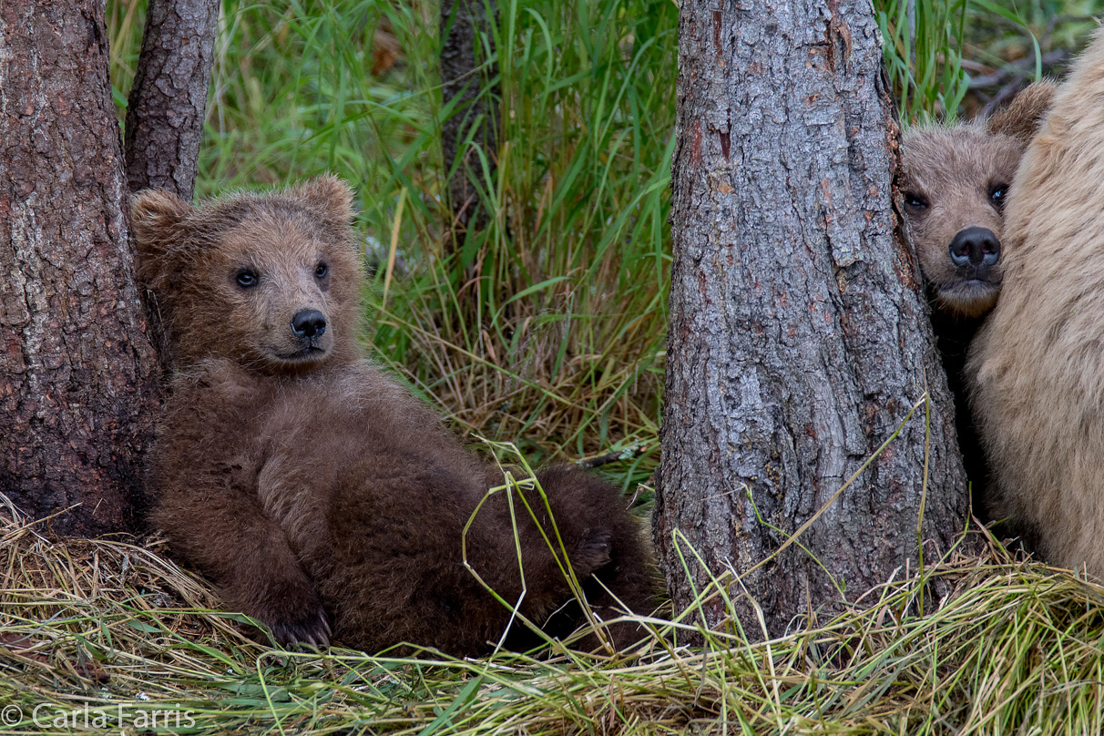 Grazer (128)'s cub