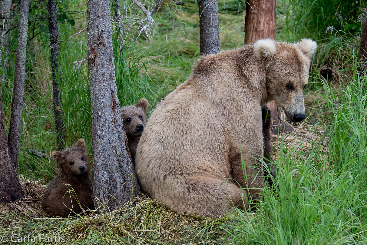 Grazer (128) & Cubs