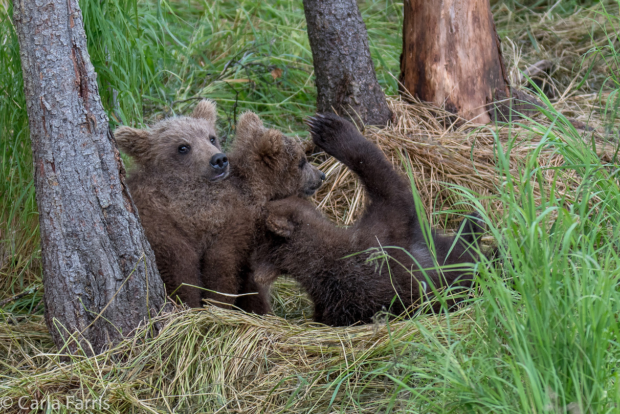 Grazer (128)'s cub(s)