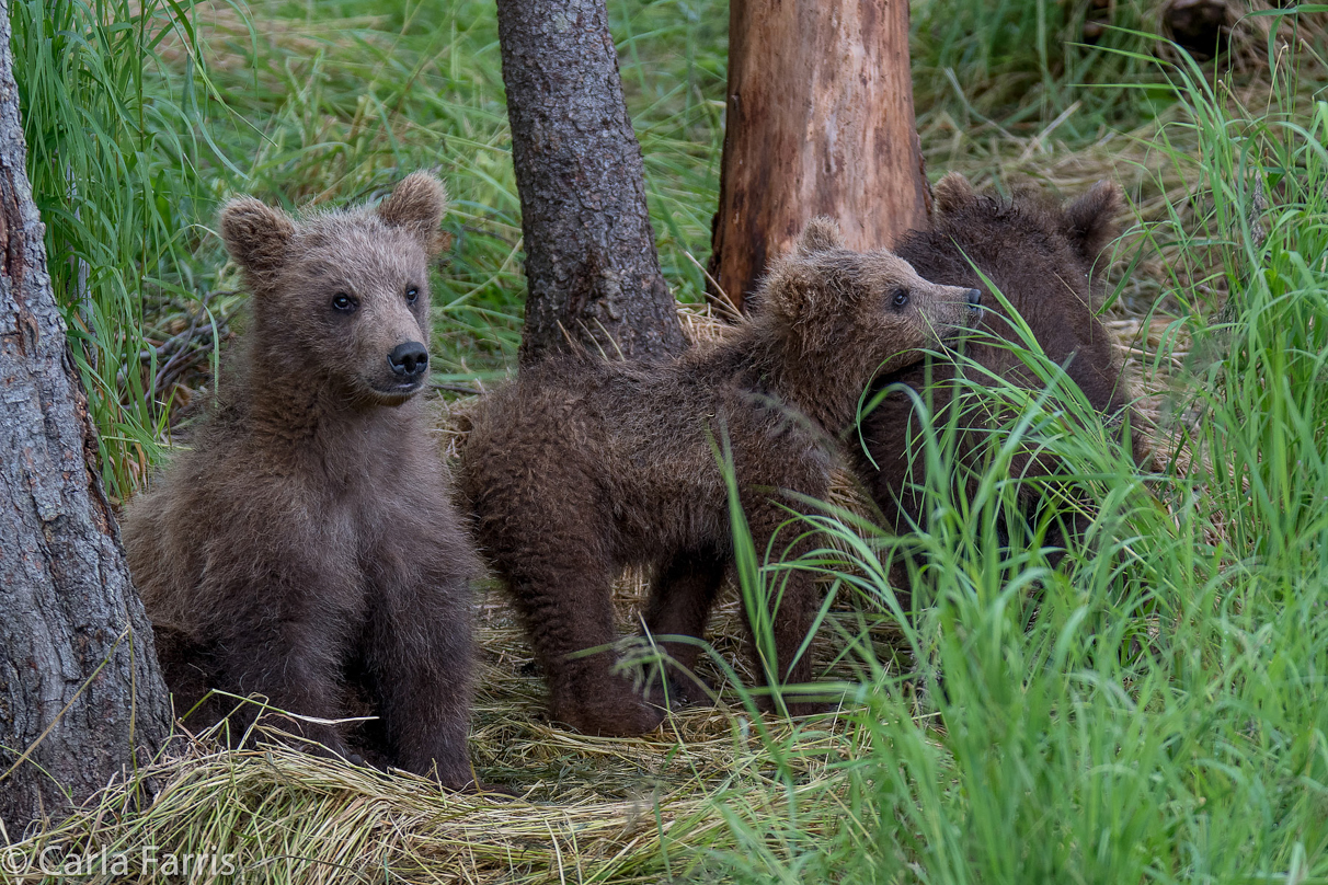 Grazer (128)'s cub(s)