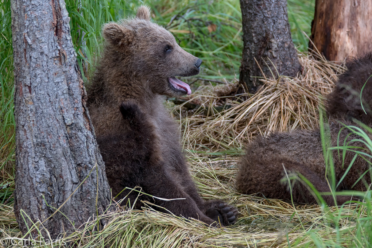 Grazer (128)'s cub(s)