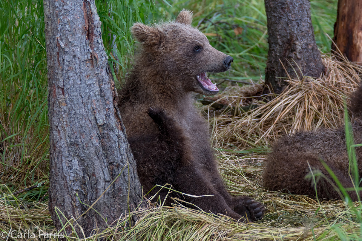 Grazer (128)'s cub(s)