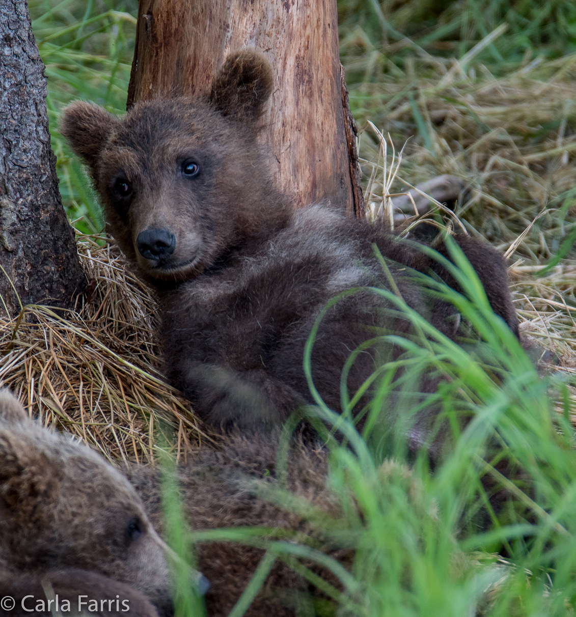 Grazer (128)'s cub(s)