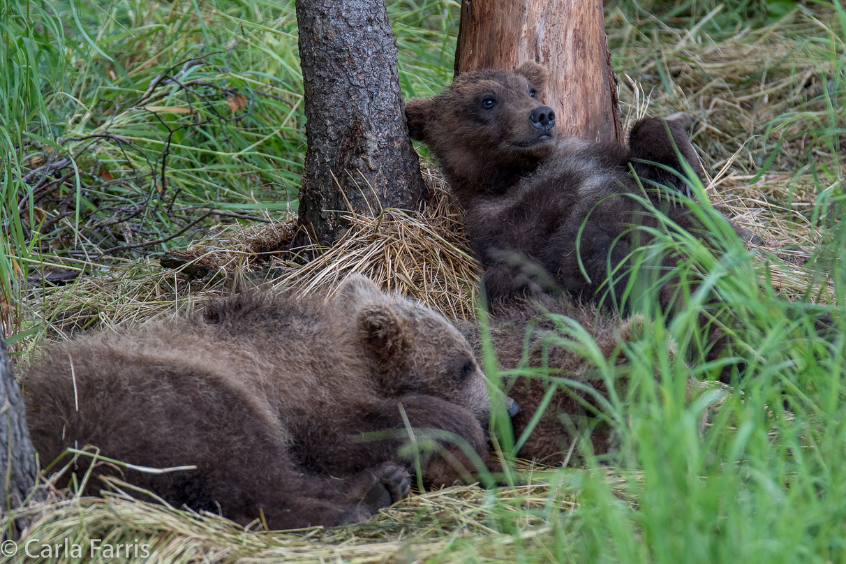 Grazer (128)'s cub(s)