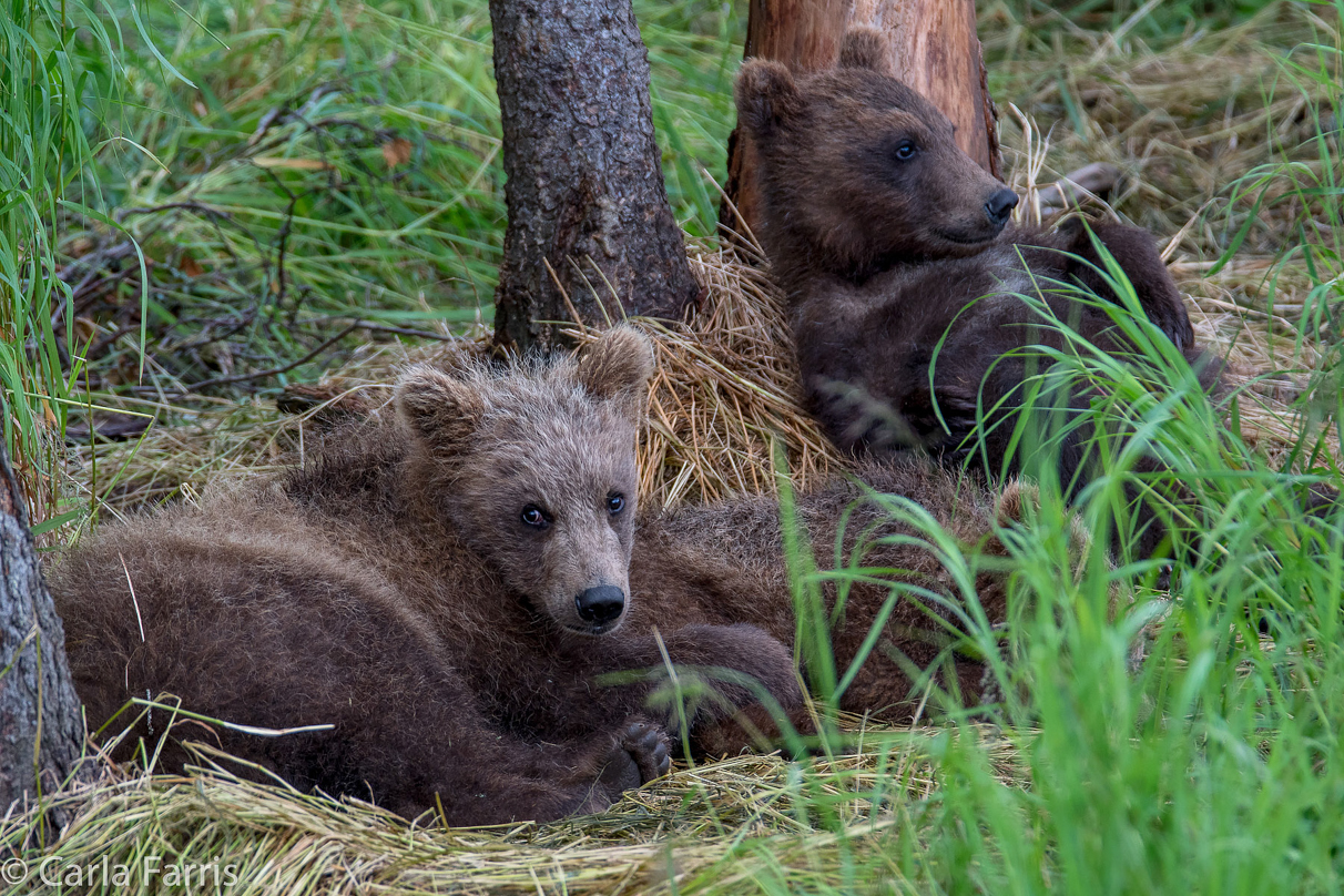 Grazer (128)'s cub(s)