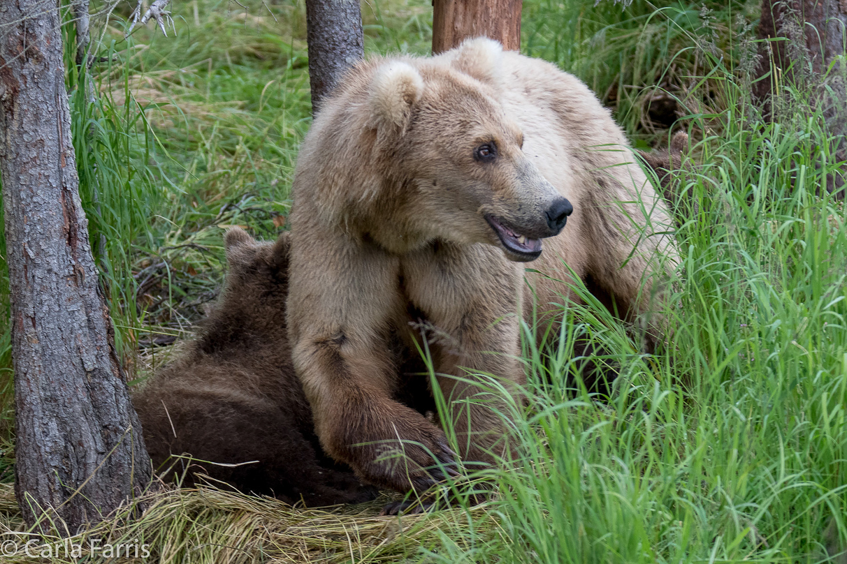 Grazer (128) & Cubs