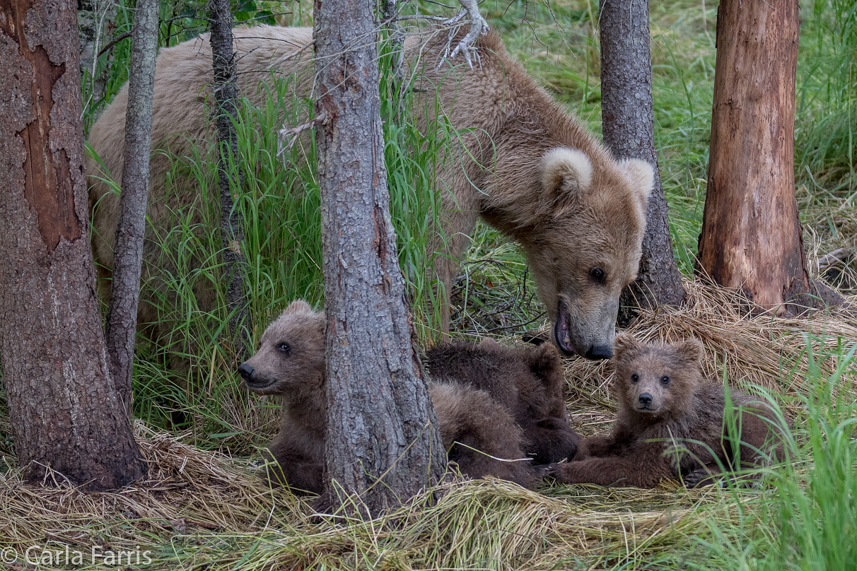 Grazer (128) & Cubs