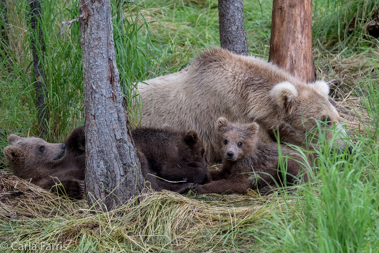 Grazer (128) & Cubs