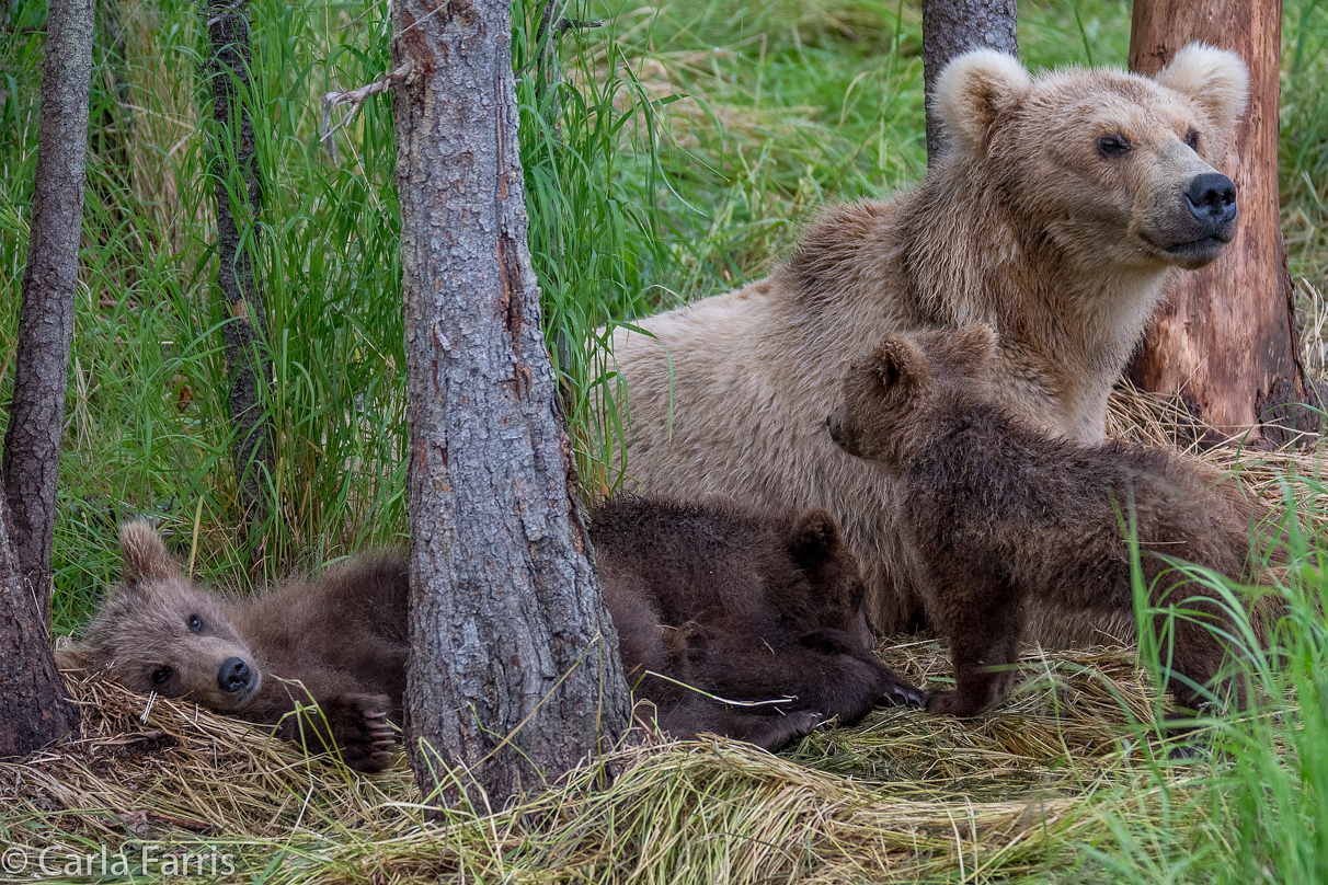 Grazer (128) & Cubs