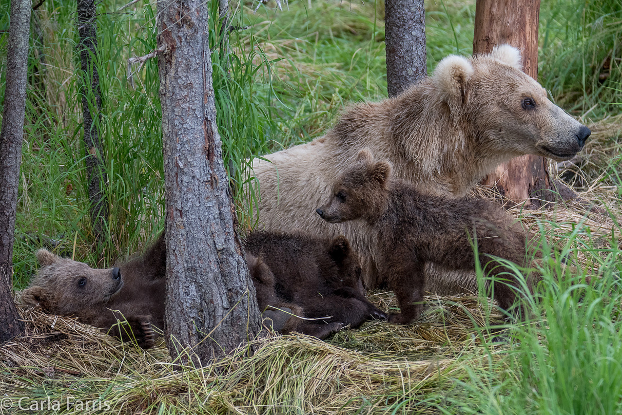 Grazer (128) & Cubs