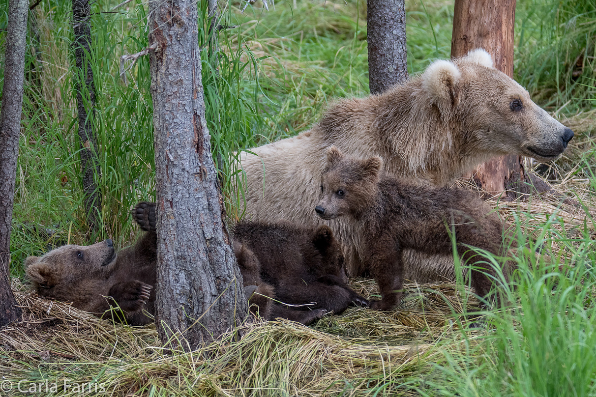 Grazer (128) & Cubs