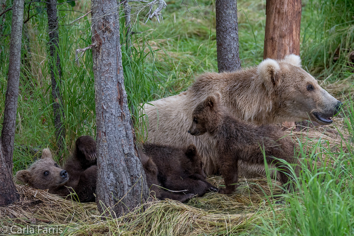 Grazer (128) & Cubs