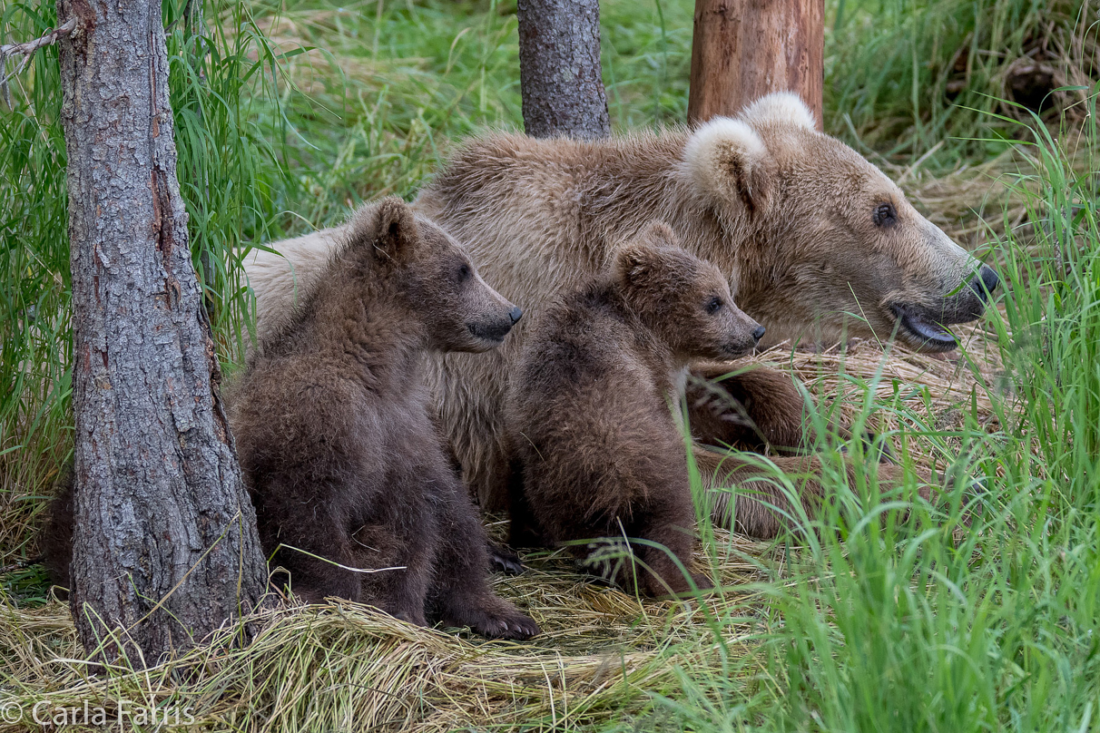 Grazer (128) & Cubs