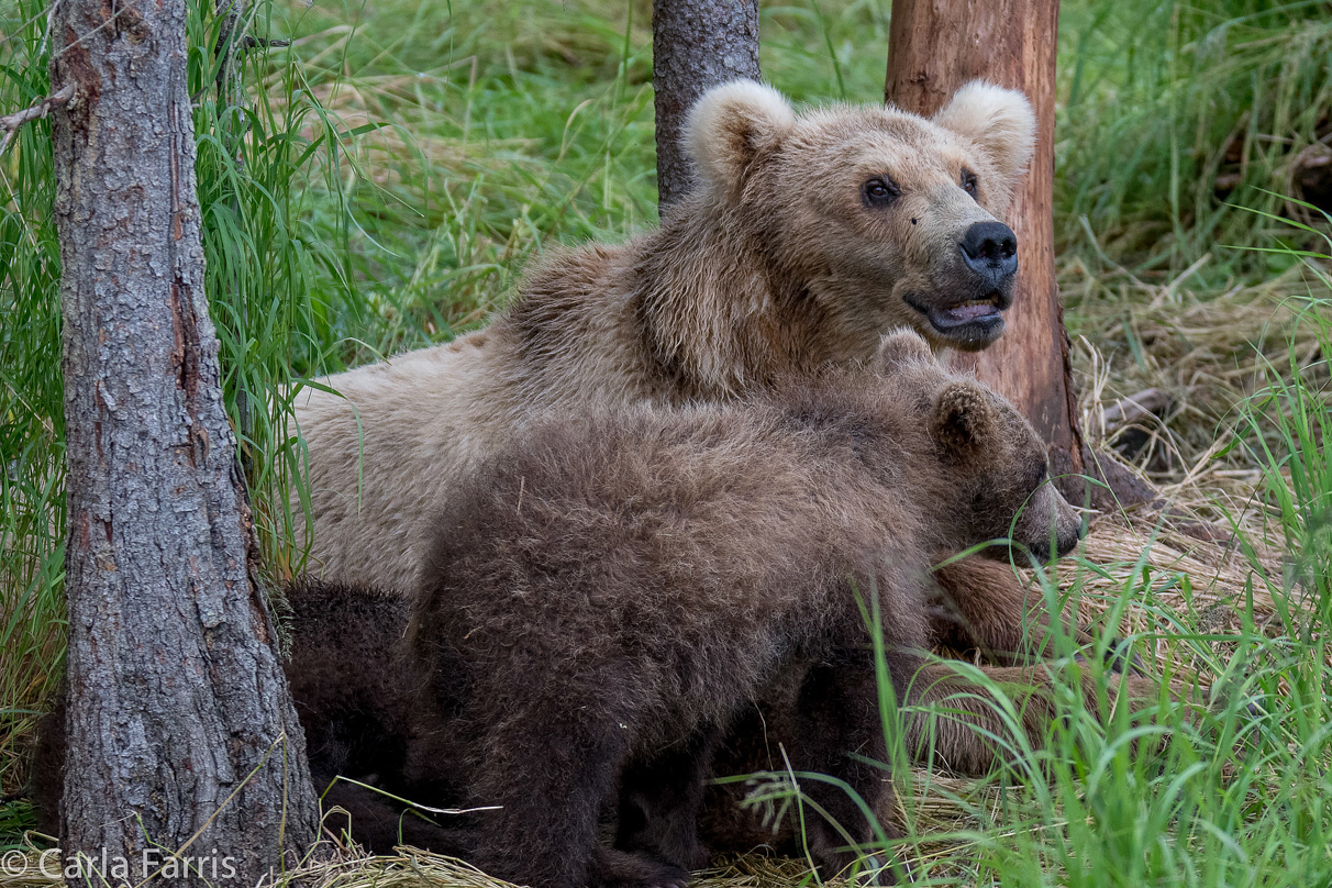 Grazer (128) & Cubs