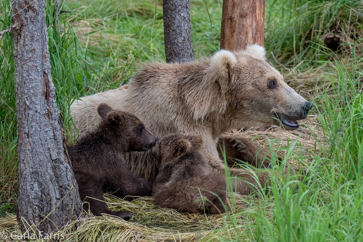 Grazer (128) & Cubs