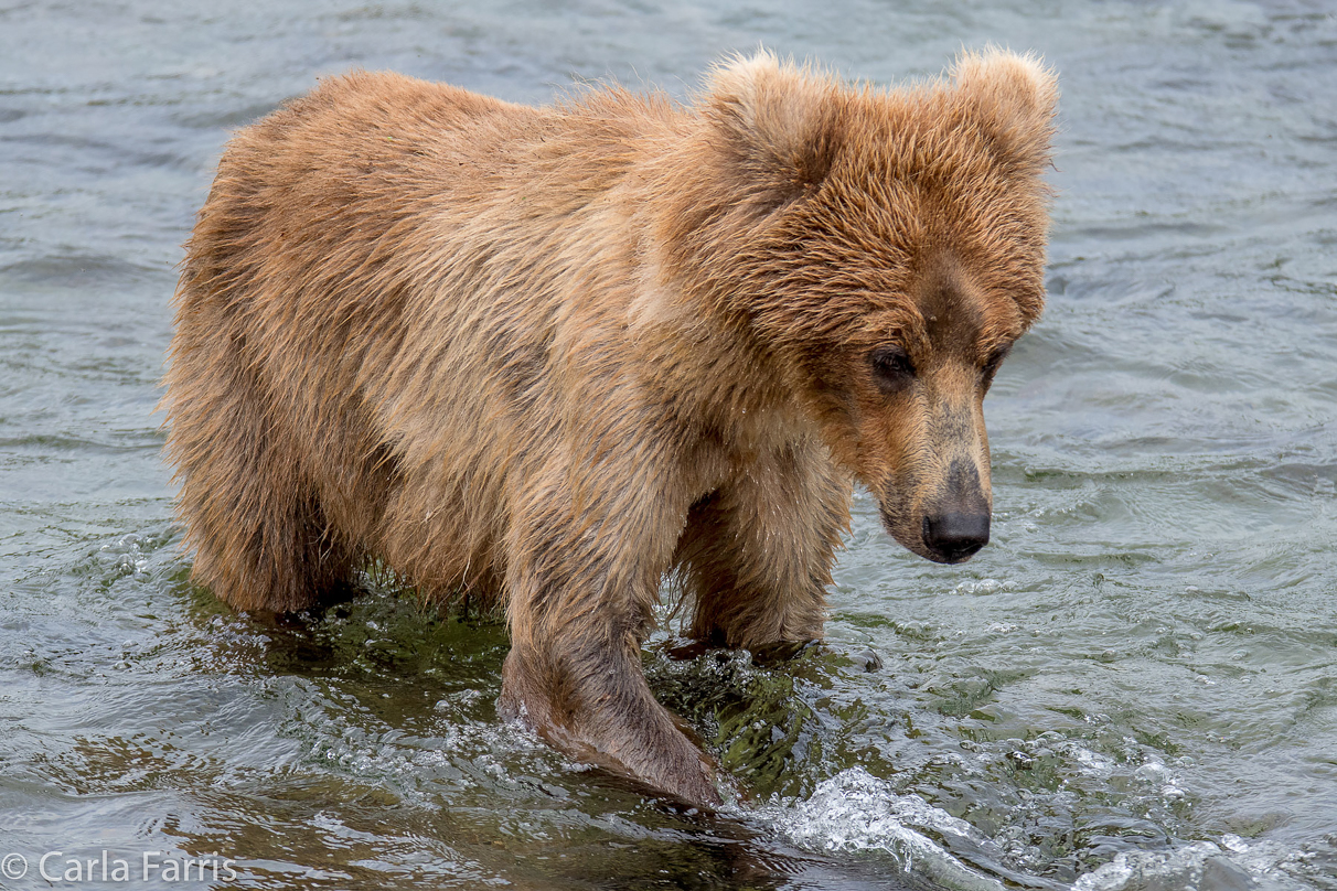 Holly's (435) bio-cub