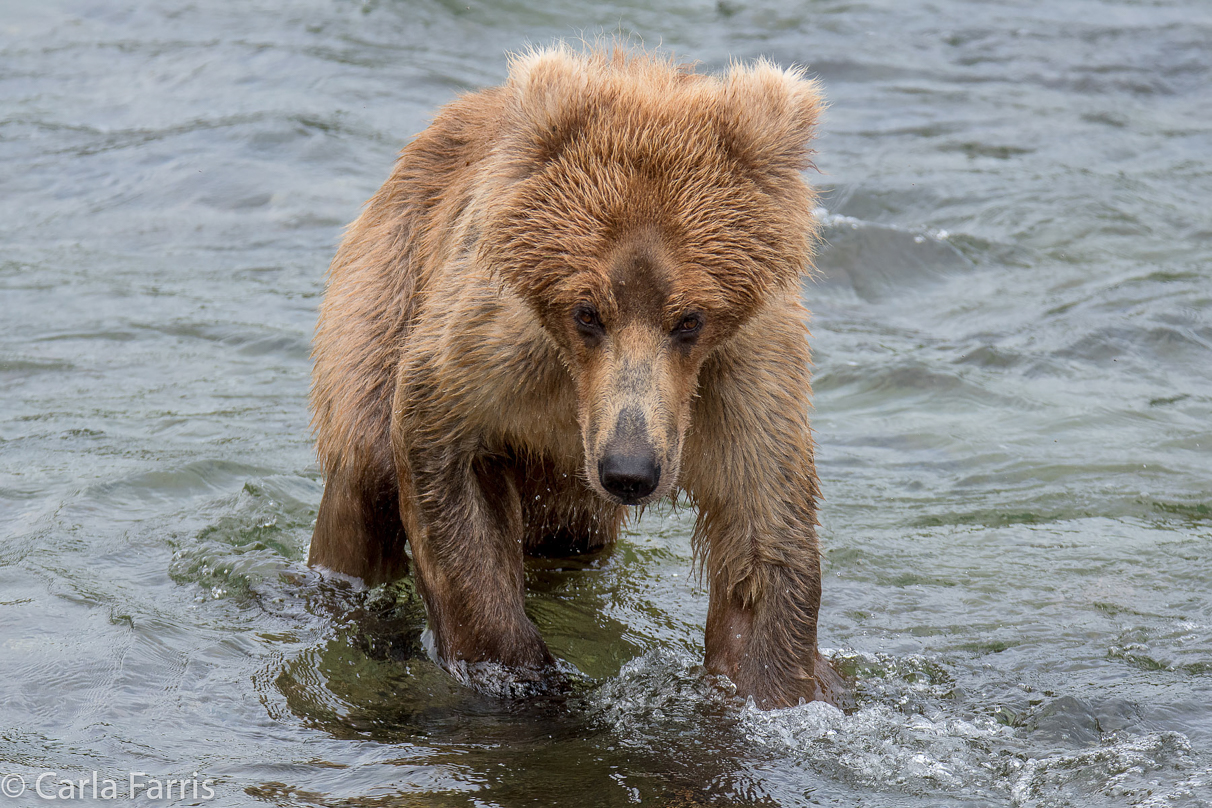 Holly's (435) bio-cub