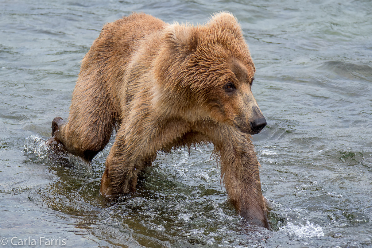 Holly's (435) bio-cub