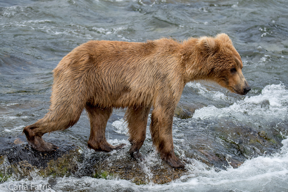 Holly's (435) bio-cub