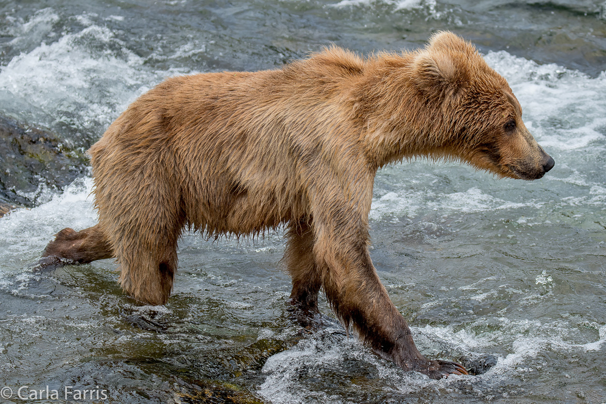 Holly's (435) bio-cub