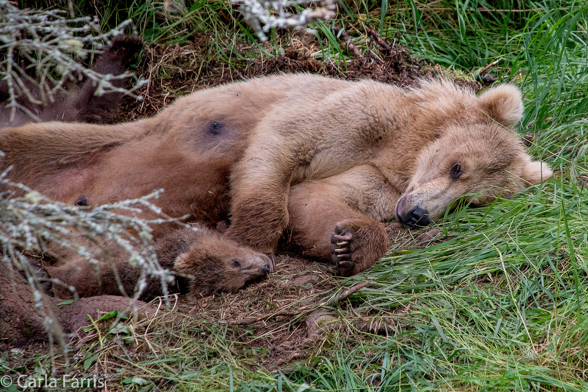 Grazer (128) & Cubs