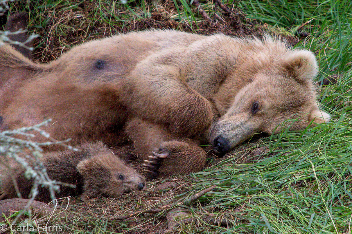 Grazer (128) & Cubs