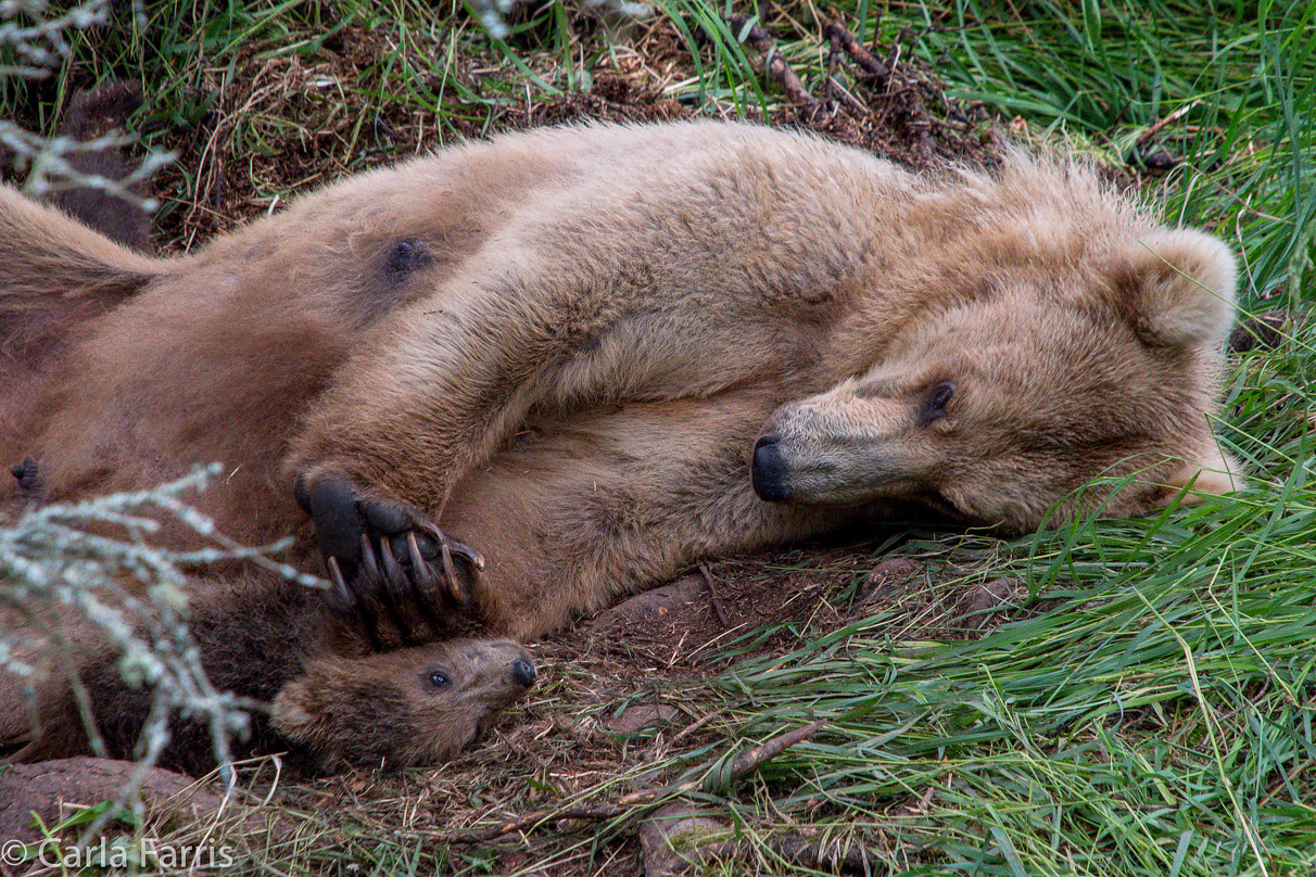 Grazer (128) & Cubs