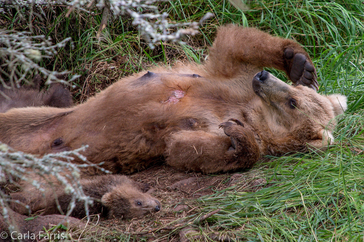 Grazer (128) & Cubs