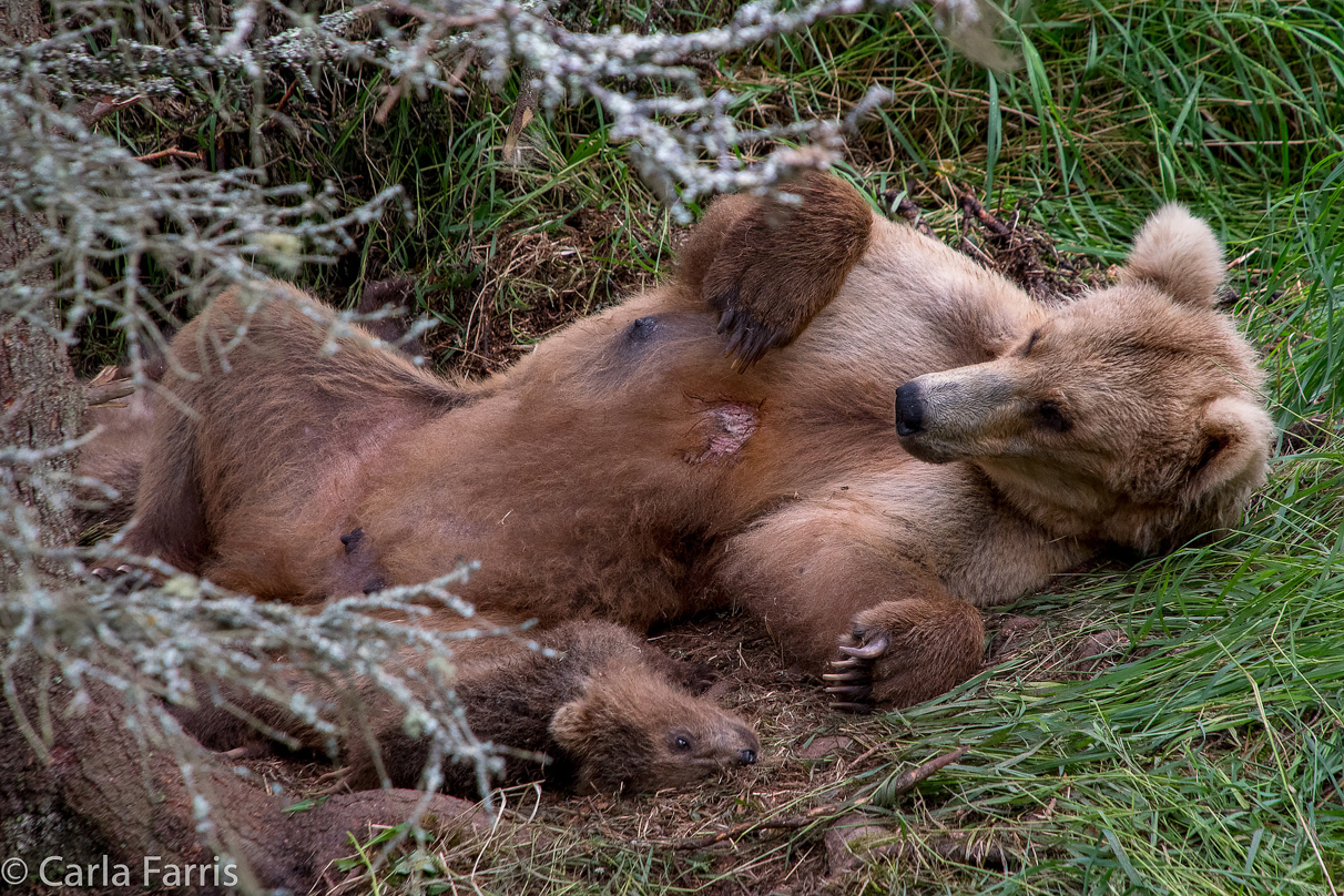 Grazer (128) & Cubs
