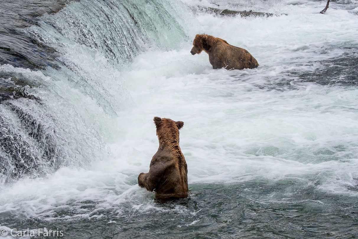 Unknown bear and Four Ton (410)