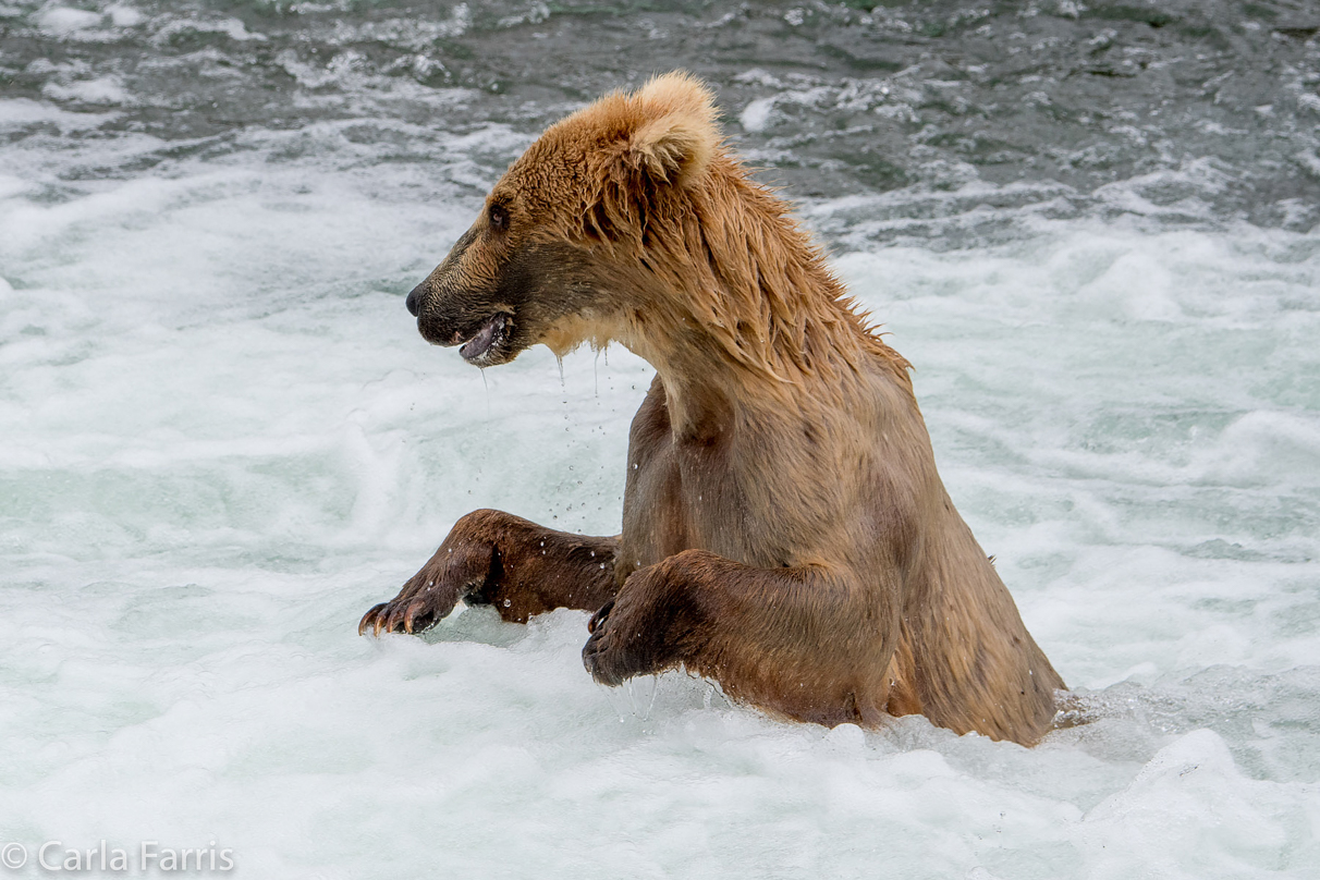 Grazer (128)