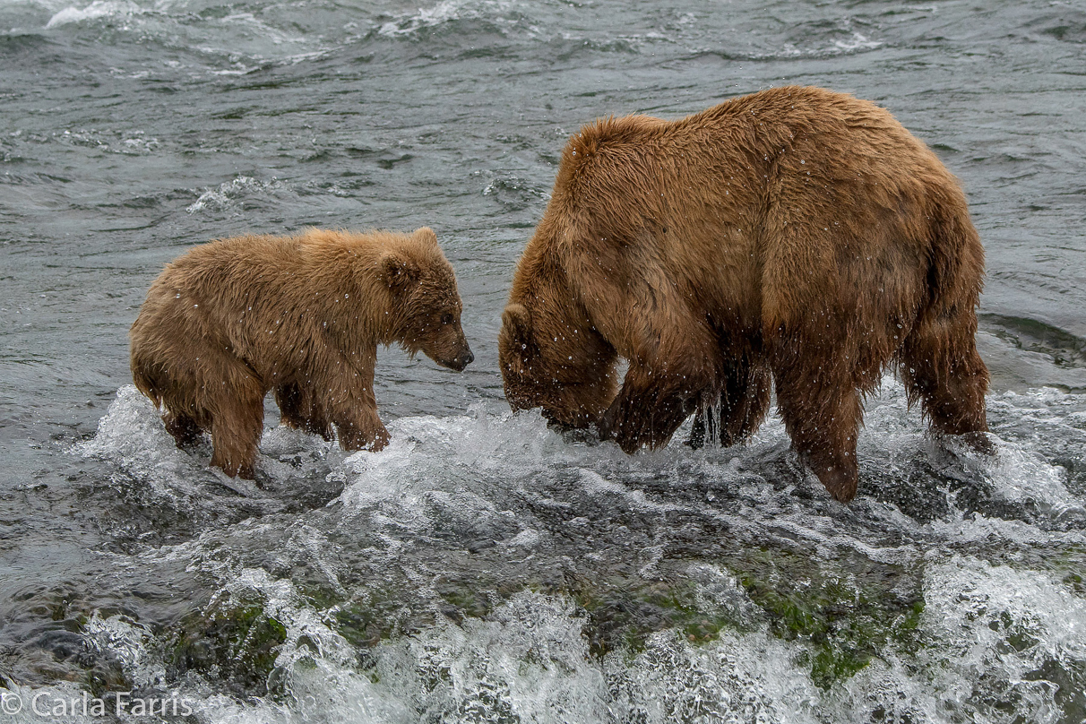 402 & cub