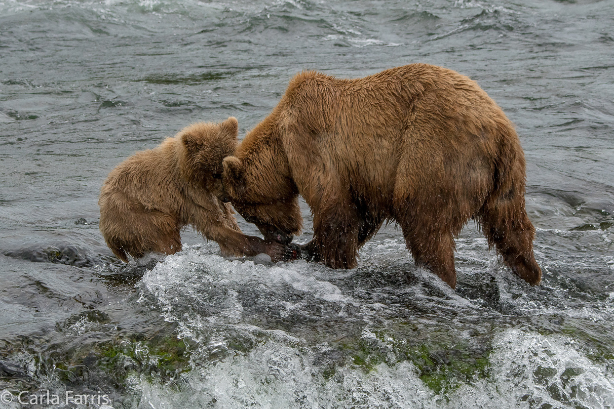 402 & cub