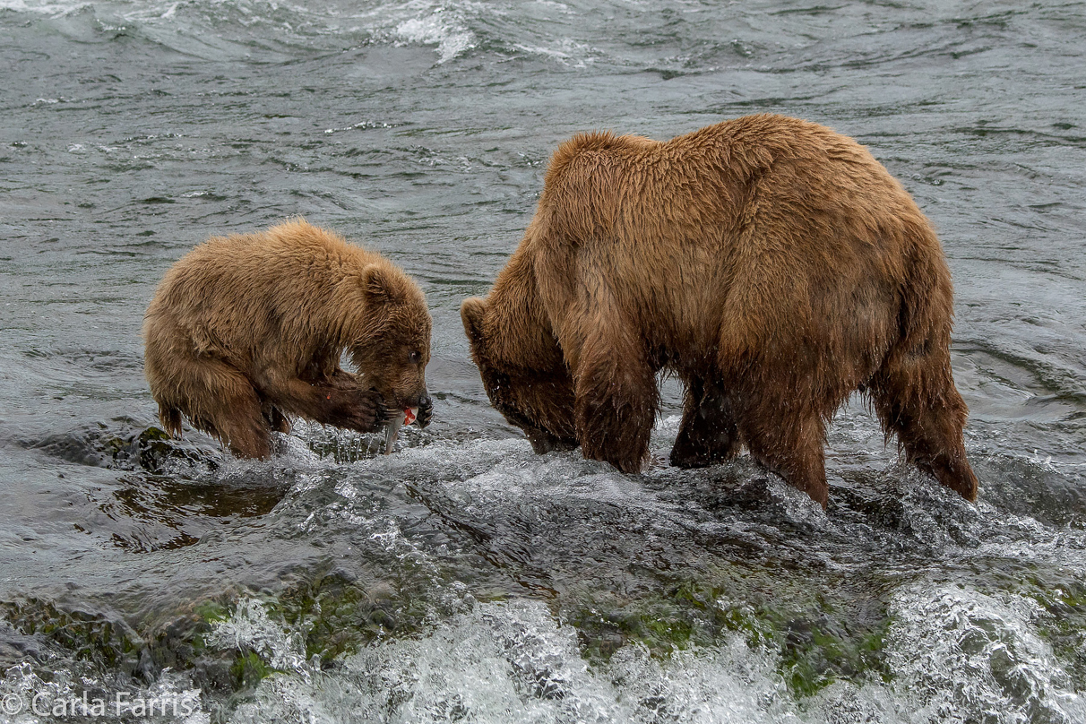402 & cub