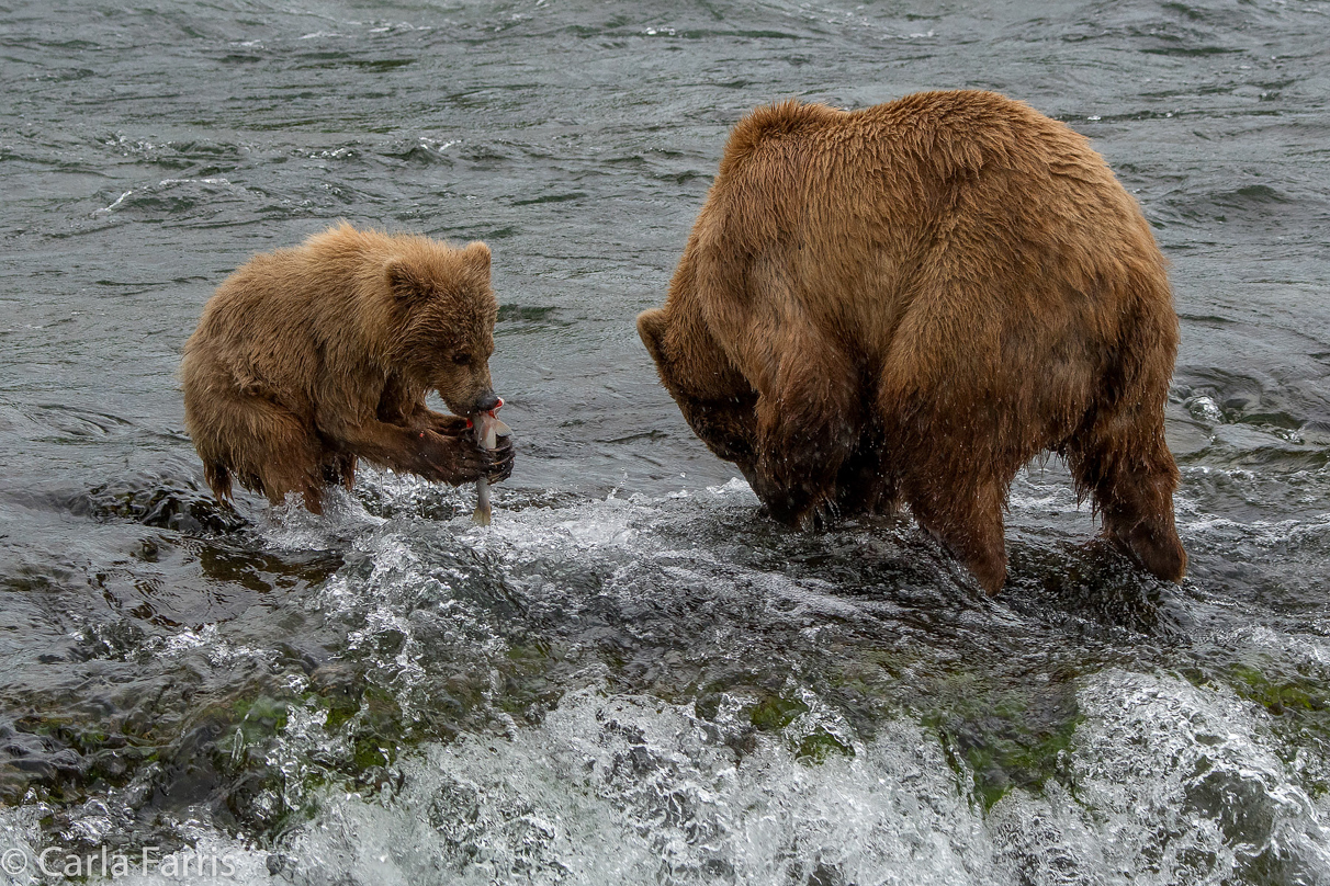 402 & cub