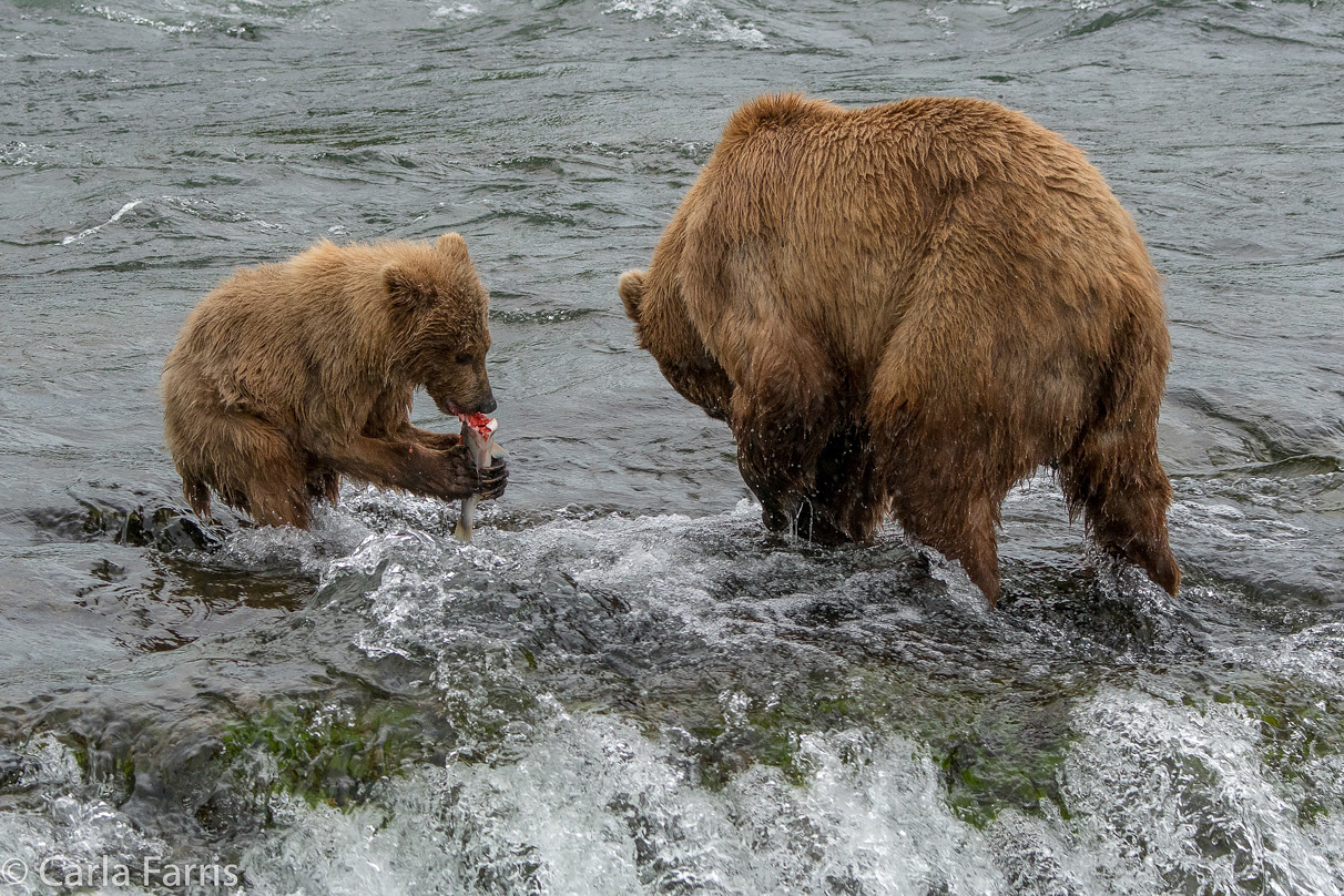 402 & cub