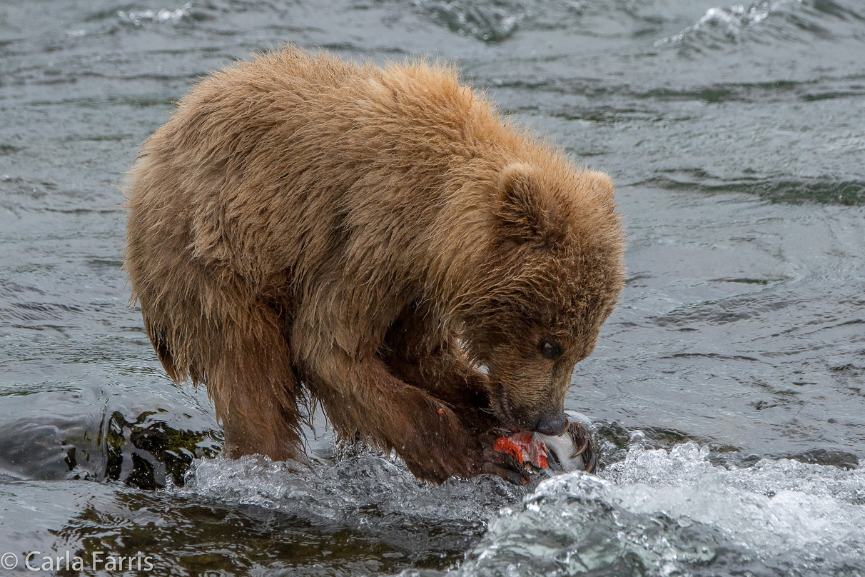 402's cub