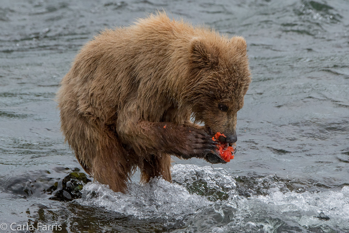 402's cub