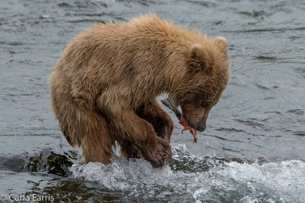 402's cub