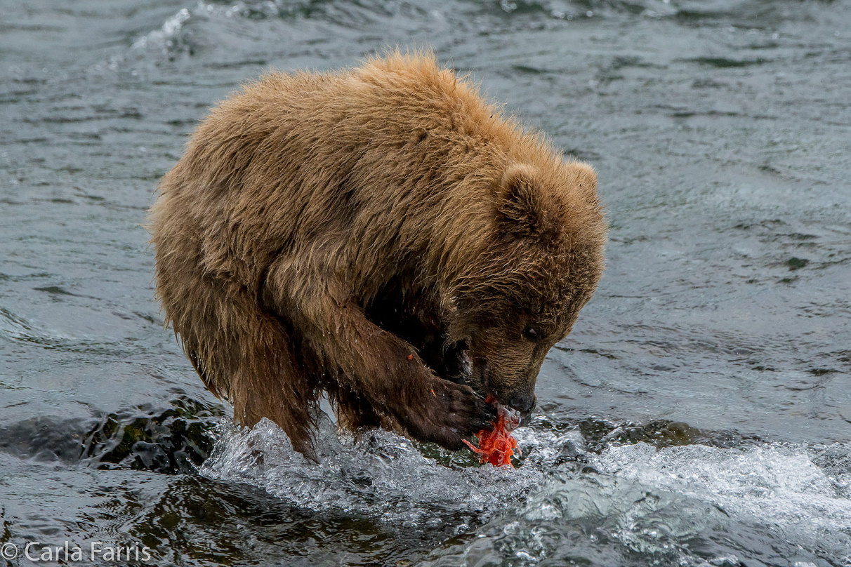 402's cub